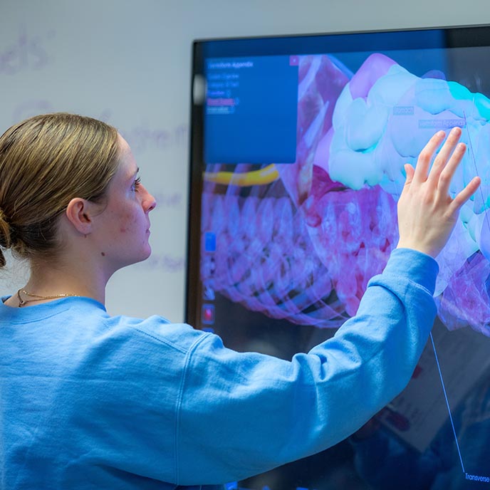A student uses the interactive anatomy display.